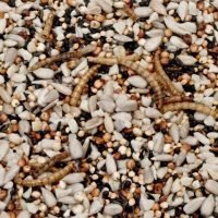 A nutritious small seed mix with dried mealworms, great for blue tits and goldfinches. Available now at Seed To Feed