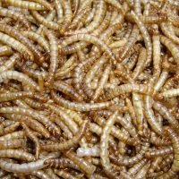 Dried mealworms are an excellent source of protein and a popular choice for ground or table feeding birds. Buy mealworms online here at Seed To Feed