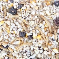 Ground feed mix containing sunflower kernels, peanuts, maize, sultanas, and dried mealworms. Available to buy from Seed To Feed