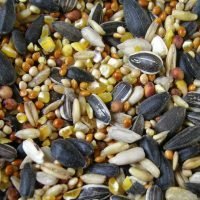 No wheat wild bird seed mix available at Seed To Feed
