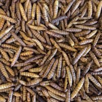 Calci worms/ Black Soldier Fly (15kg Box)